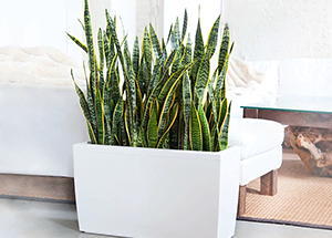 Mother in Law's Tongue (MILT) Sansevieria Plant- Facts & Trivia